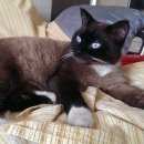 Подробнее об объявлении «Москва Найден кот сноу-шу» Фото: найдена кошка Сноу-шу «Москва Найден кот сноу-шу» в г. Москва