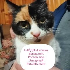 Подробнее об объявлении «Найдена кошка Ростов-на-Дону» Фото: найдена кошка  «Найдена кошка Ростов-на-Дону» в г. Ростов-на-Дону