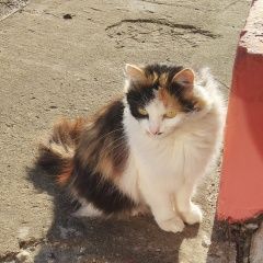 Подробнее об объявлении «Липецк Найдена кошка» Фото: найдена кошка  «Липецк Найдена кошка» в г. Липецк