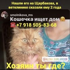 Подробнее об объявлении «Найдена кошка Ростов-на-Дону» Фото: найдена кошка  «Найдена кошка Ростов-на-Дону» в г. Ростов-на-Дону