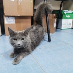 Подробнее об объявлении «Москва Найдена кошка серого цвета» Фото: найдена кошка  «Москва Найдена кошка серого цвета» в г. Москва