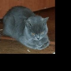 Подробнее об объявлении «Найдена кошка Сочи» Фото: найдена кошка  «Найдена кошка Сочи» в г. Сочи