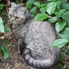 Подробнее об объявлении «Москва Найдена кошка» Фото: найдена кошка  «Москва Найдена кошка» в г. Москва