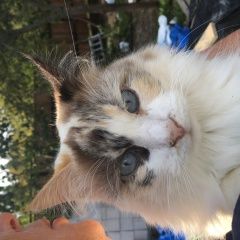 Картинка найдена кошка В городе Троицк найдена кисочка. Троицк