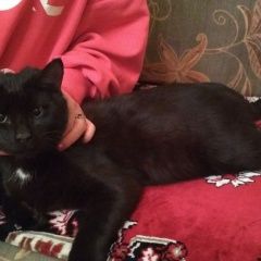 Подробнее об объявлении «Москва Найден кот черный кот» Фото: найдена кошка  «Москва Найден кот черный кот» в г. Москва