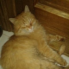 Подробнее об объявлении «Одинцово Найден кот» Фото: найдена кошка  «Одинцово Найден кот» в г. Одинцово