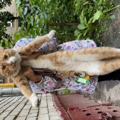 Подробнее об объявлении «Найден кот автозаводский район рыжий кот Нижний Новгород» Фото: найдена кошка  «Найден кот автозаводский район рыжий кот Нижний...» в г. Нижний Новгород