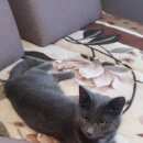 Подробнее об объявлении «Санкт-Петербург Найден кот дымчатого окраса.» Фото: найдена кошка  «Санкт-Петербург Найден кот дымчатого окраса.» в г. Санкт-Петербург