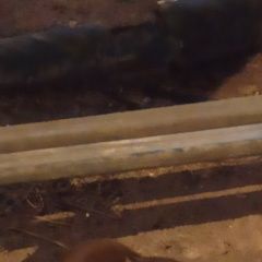 Подробнее об объявлении «Москва Найдена кошка кот/кошка (коричневый окрас)» Фото: найдена кошка  «Москва Найдена кошка кот/кошка (коричневый окрас)» в г. Москва