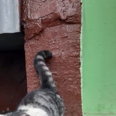 Подробнее об объявлении «Москва Найден кот потерявшийся бело-серый кот» Фото: найдена кошка  «Москва Найден кот потерявшийся бело-серый кот» в г. Москва