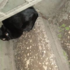 Подробнее об объявлении «Москва Найдена кошка/кот» Фото: найдена кошка  «Москва Найдена кошка/кот» в г. Москва