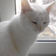 Подробнее об объявлении «Москва Найден кот» Фото: найдена кошка  «Москва Найден кот» в г. Москва