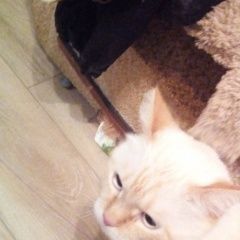 Подробнее об объявлении «Белгород Найден кот» Фото: найдена кошка Тайская «Белгород Найден кот» в г. Белгород