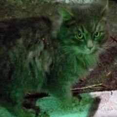 Подробнее об объявлении «Саратов Найден кот серый пушистый» Фото: найдена кошка  «Саратов Найден кот серый пушистый» в г. Саратов