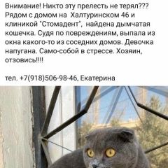 Подробнее об объявлении «Найдена кошка вислоухая кошка Ростов-на-Дону» Фото: найдена кошка  «Найдена кошка вислоухая кошка Ростов-на-Дону» в г. Ростов-на-Дону