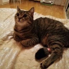 Подробнее об объявлении «Москва Найдена кошка..» Фото: найдена кошка  «Москва Найдена кошка..» в г. Москва