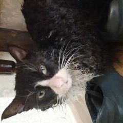 Подробнее об объявлении «Парголово Найден кот» Фото: найдена кошка  «Парголово Найден кот» в г. Парголово