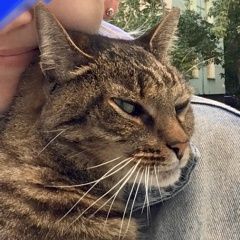 Подробнее об объявлении «Санкт-Петербург Найдена кошка московский район, ул. варшавская» Фото: найдена кошка  «Санкт-Петербург Найдена кошка московский район,...» в г. Санкт-Петербург