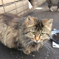 Подробнее об объявлении «Москва Найдена кошка» Фото: найдена кошка  «Москва Найдена кошка» в г. Москва