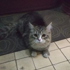 Подробнее об объявлении «Москва Найдена кошка» Фото: найдена кошка  «Москва Найдена кошка» в г. Москва