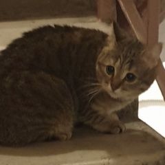 Подробнее об объявлении «Москва Найдена кошка таганская» Фото: найдена кошка  «Москва Найдена кошка таганская» в г. Москва