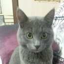 Подробнее об объявлении «Москва Найдена кошка» Фото: найдена кошка Русская голубая «Москва Найдена кошка» в г. Москва