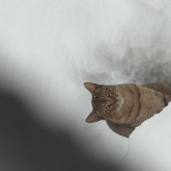 ����: ������� �����  �������� ����� ������ � �. ������