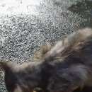 Подробнее об объявлении «Санкт-Петербург Найдена кошка» Фото: найдена кошка  «Санкт-Петербург Найдена кошка» в г. Санкт-Петербург