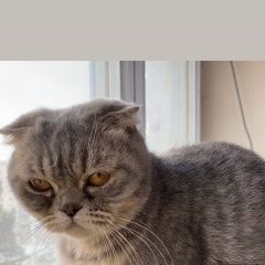 Подробнее об объявлении «Краснодар Найдена кошка» Фото: найдена кошка  «Краснодар Найдена кошка» в г. Краснодар