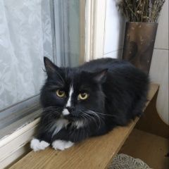 Подробнее об объявлении «Москва Найдена кошка» Фото: найдена кошка  «Москва Найдена кошка» в г. Москва