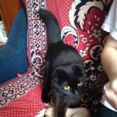 Подробнее об объявлении «Краснодар Найдена кошка» Фото: найдена кошка Скоттиш фолд (шотландская вислоухая) «Краснодар Найдена кошка» в г. Краснодар