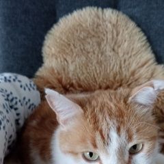 Подробнее об объявлении «Кисловодск Найден кот» Фото: найдена кошка  «Кисловодск Найден кот» в г. Кисловодск