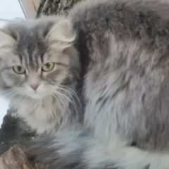 Подробнее об объявлении «Новосибирск Найдена кошка» Фото: найдена кошка  «Новосибирск Найдена кошка» в г. Новосибирск