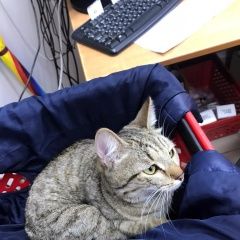Подробнее об объявлении «Казань Найдена кошка, ул. фучика/зорге» Фото: найдена кошка  «Казань Найдена кошка, ул. фучика/зорге» в г. Казань
