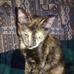 Подробнее об объявлении «Москва Найдена кошка еще котенок (5 мес.)» Фото: найдена кошка  «Москва Найдена кошка еще котенок (5 мес.)» в г. Москва