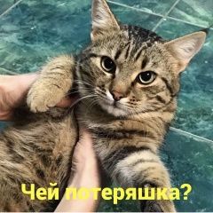 Подробнее об объявлении «Найден кот Ростов-на-Дону» Фото: найдена кошка  «Найден кот Ростов-на-Дону» в г. Ростов-на-Дону