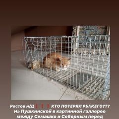 Подробнее об объявлении «Найден кот Ростов-на-Дону» Фото: найдена кошка  «Найден кот Ростов-на-Дону» в г. Ростов-на-Дону