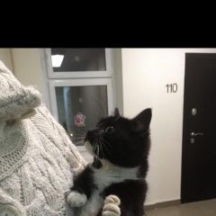 Подробнее об объявлении «Москва Найдена кошка» Фото: найдена кошка  «Москва Найдена кошка» в г. Москва