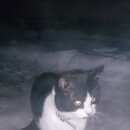 Подробнее об объявлении «Найден кот Троицк» Фото: найдена кошка  «Найден кот Троицк» в г. Троицк