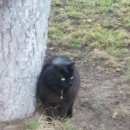 Подробнее об объявлении «Москва Найдена кошка черный кот/кошка» Фото: найдена кошка  «Москва Найдена кошка черный кот/кошка» в г. Москва