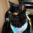 Подробнее об объявлении «Лангепас Найдена кошка» Фото: найдена кошка  «Лангепас Найдена кошка» в г. Лангепас