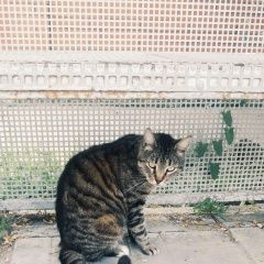 Подробнее об объявлении «Найдена кошка Анапа» Фото: найдена кошка  «Найдена кошка Анапа» в г. Анапа