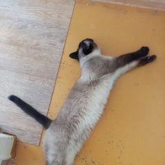 Подробнее об объявлении «Пенза Найдена кошка сиамская девочка» Фото: найдена кошка Сиамская кошка «Пенза Найдена кошка сиамская девочка» в г. Пенза
