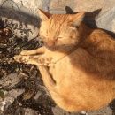 Подробнее об объявлении «Магнитогорск Найдена кошка кот( кошка)» Фото: найдена кошка  «Магнитогорск Найдена кошка кот( кошка)» в г. Магнитогорск