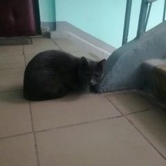 Подробнее об объявлении «Найдена кошка Мытищи» Фото: найдена кошка  «Найдена кошка Мытищи» в г. Мытищи