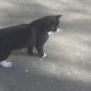 Подробнее об объявлении «Москва Найден кот перово» Фото: найдена кошка  «Москва Найден кот перово» в г. Москва