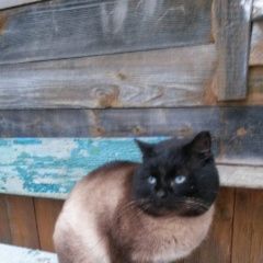 Подробнее об объявлении «Вербилки Найден кот ищем новых или старых хозяев» Фото: найдена кошка  «Вербилки Найден кот ищем новых или старых хозяев» в г. Вербилки
