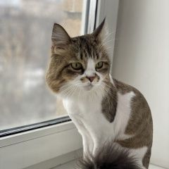 Подробнее об объявлении «Москва Найдена кошка» Фото: найдена кошка  «Москва Найдена кошка» в г. Москва