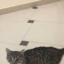 Подробнее об объявлении «Химки Найдена кошка или кот, под хвост не смотрела» Фото: найдена кошка  «Химки Найдена кошка или кот, под хвост не смотрела» в г. Химки