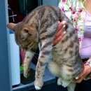 Подробнее об объявлении «Москва Найден кот» Фото: найдена кошка  «Москва Найден кот» в г. Москва
